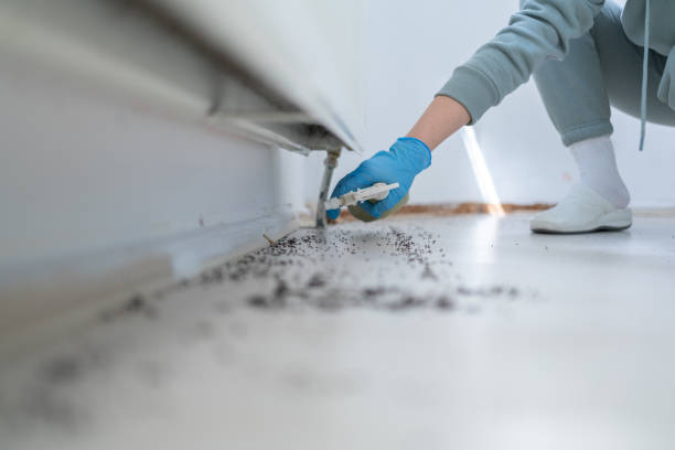 Best Pest Control Near Me in Queen Creek, AZ